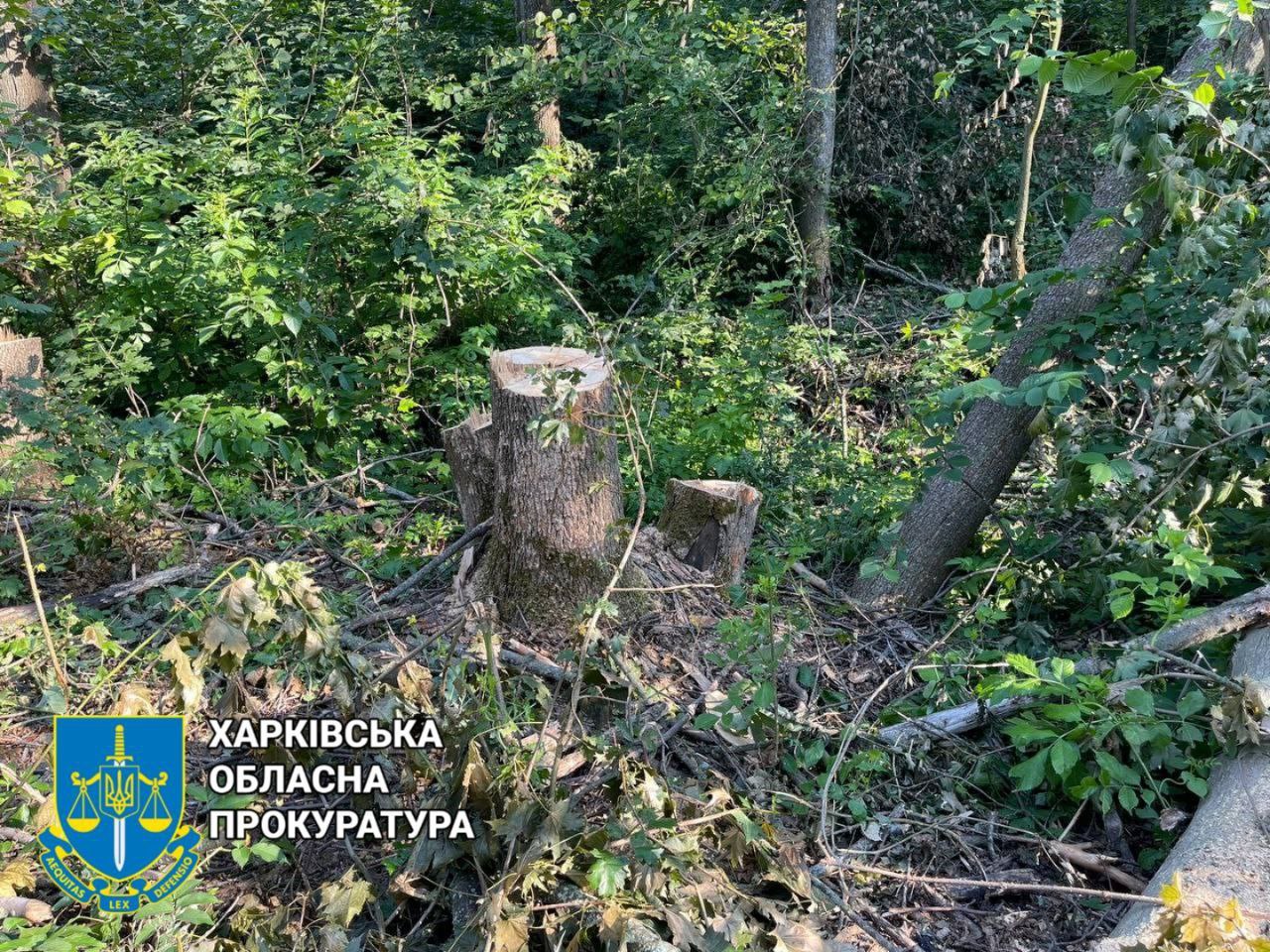 Чорний лісоруб завдав збитків довкіллю Харківщини на сумму близько 120 тис. грн.