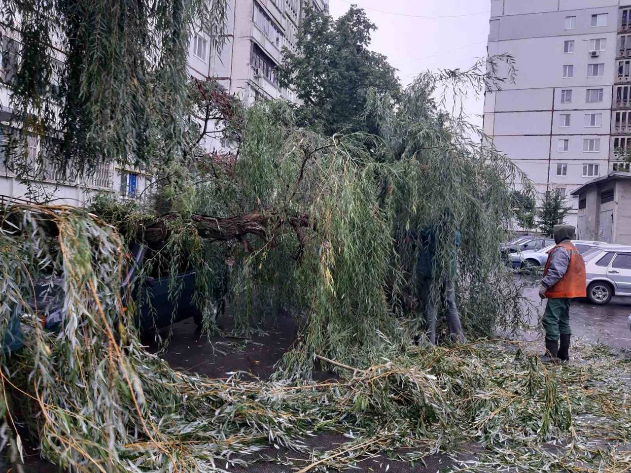 Впало близько десяти дерев у п'яти районах Харкова через негоду