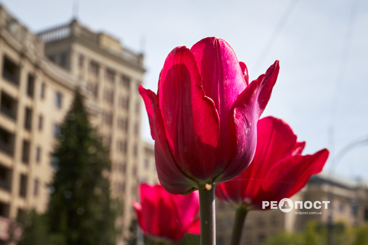 Харків, тюльпани