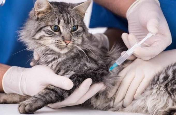 вакцинацію домашніх тварин від сказу