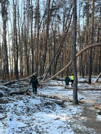 Новини Харкова: у Григорівському бору прибрали аварійні дерева