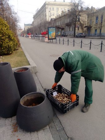 Новини Харкова: на вул. Сумській з’явилися тюльпани