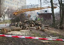 У Харкові здійснюють санітарну обрізку дерев (фото)