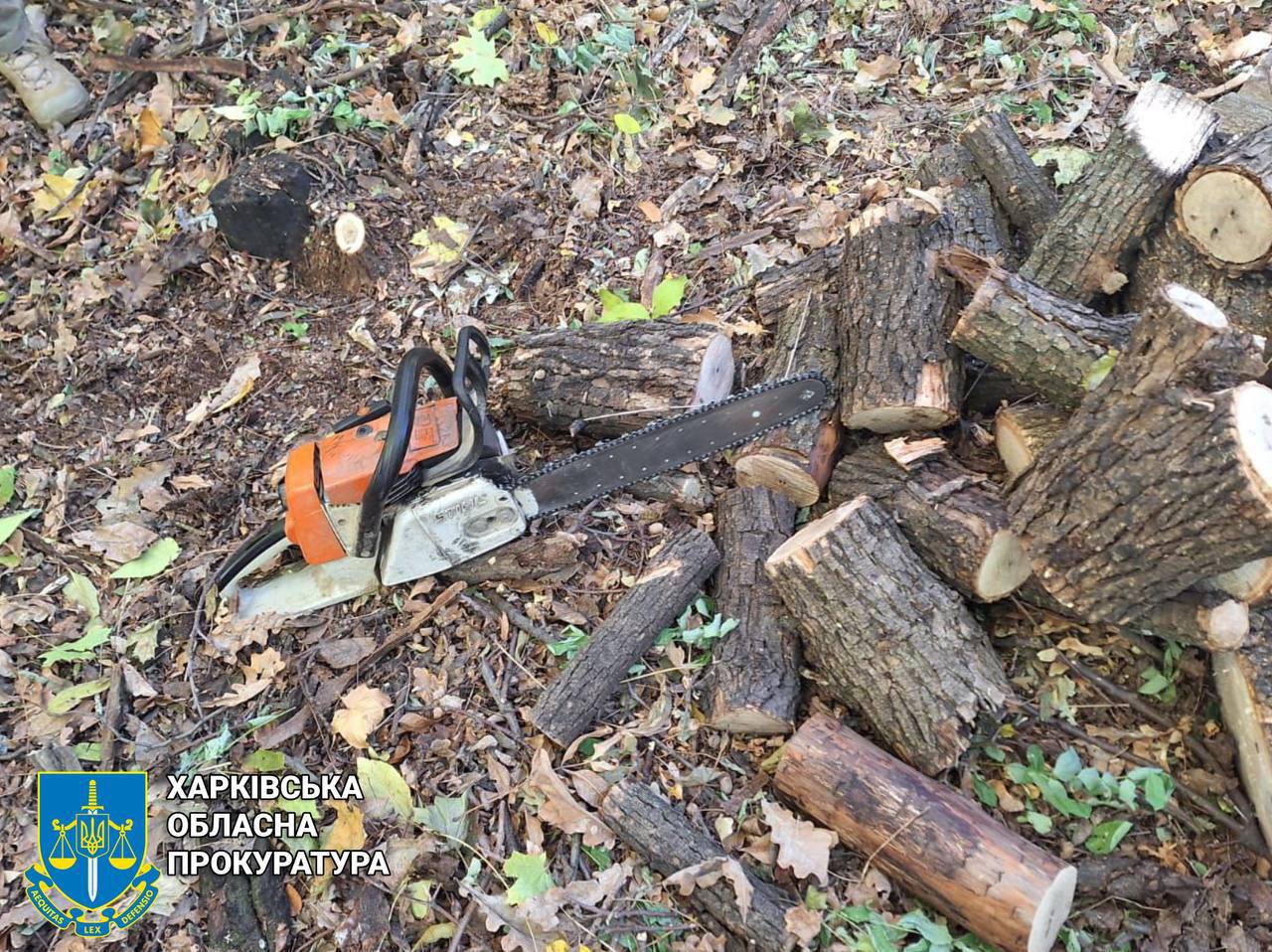 Судитимуть зловмисників, які погубили дерев на мільйони гривень: Новини Харкова