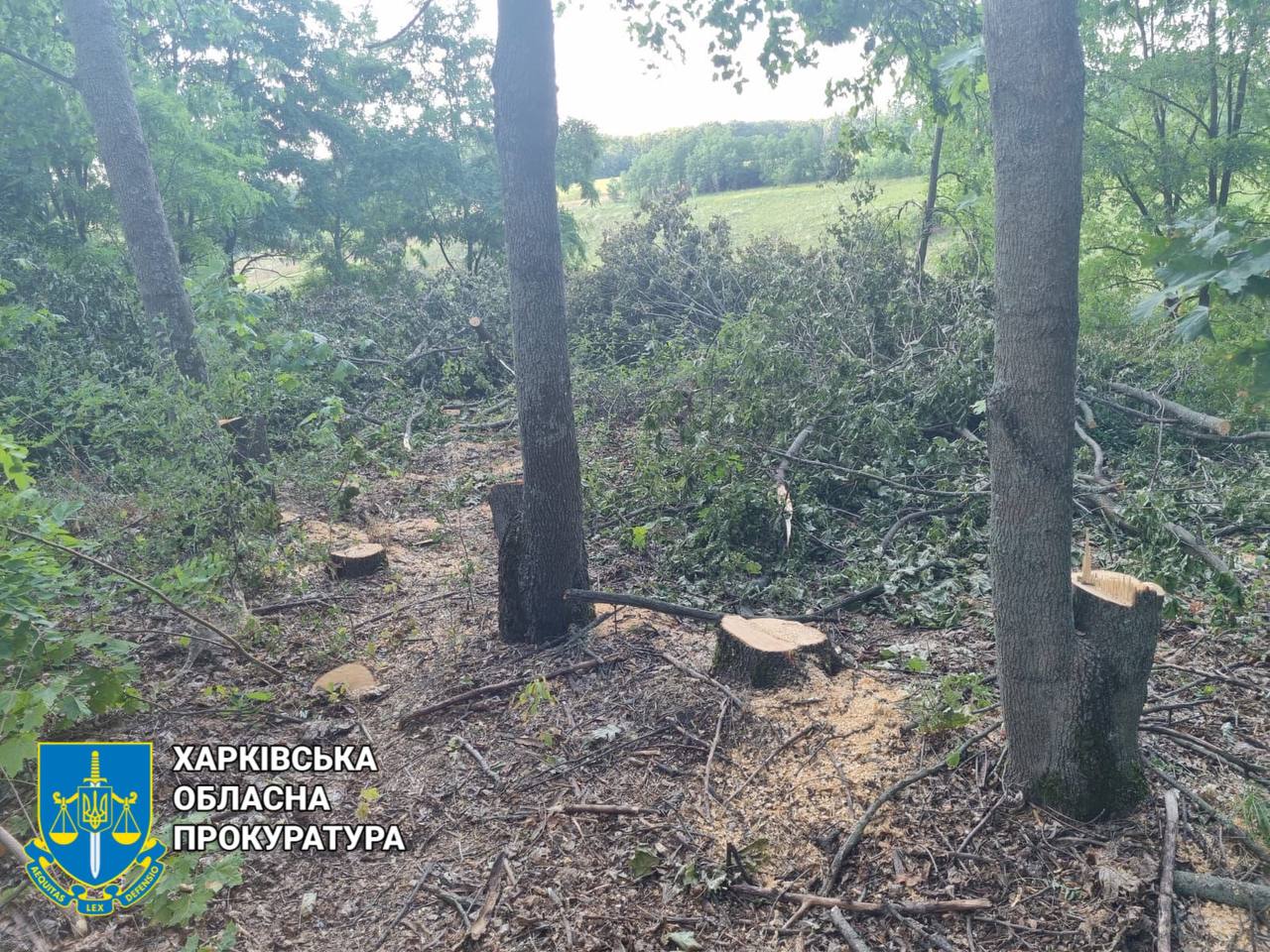 Знищили дерев на півтора мільйони гривень зловмисники: Новини Харкова