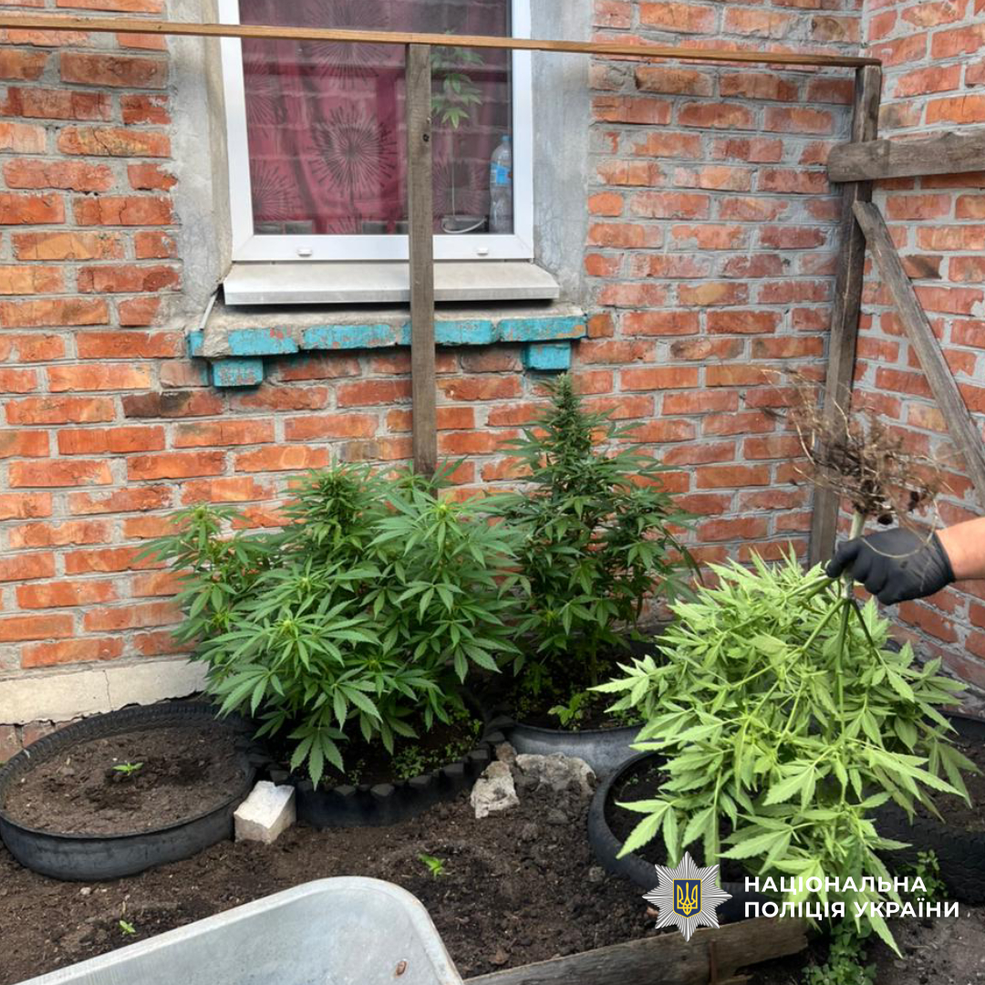 На Харківщині дрон допоміг викрити наркорослини в приватному дворі