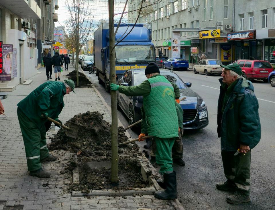 Висаджують дерева на вулицях у центрі міста: Новини Харкова