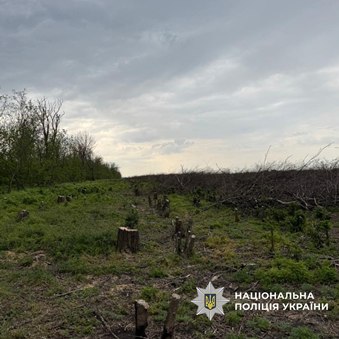 На Харківщині викрили «чорних лісорубів», які незаконно зрубали 639 дерев