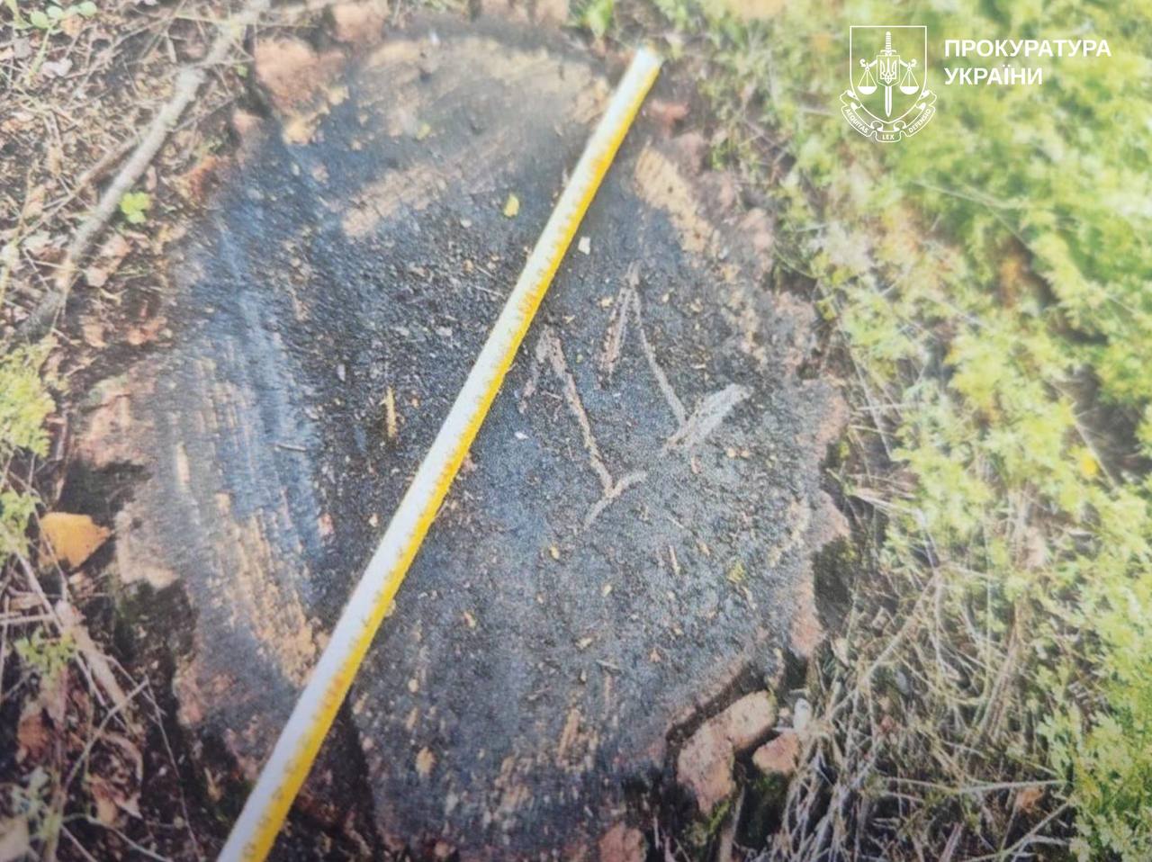 На Харківщині молодик-лісоруб завдав шкоди державі на сотні тисяч гривень