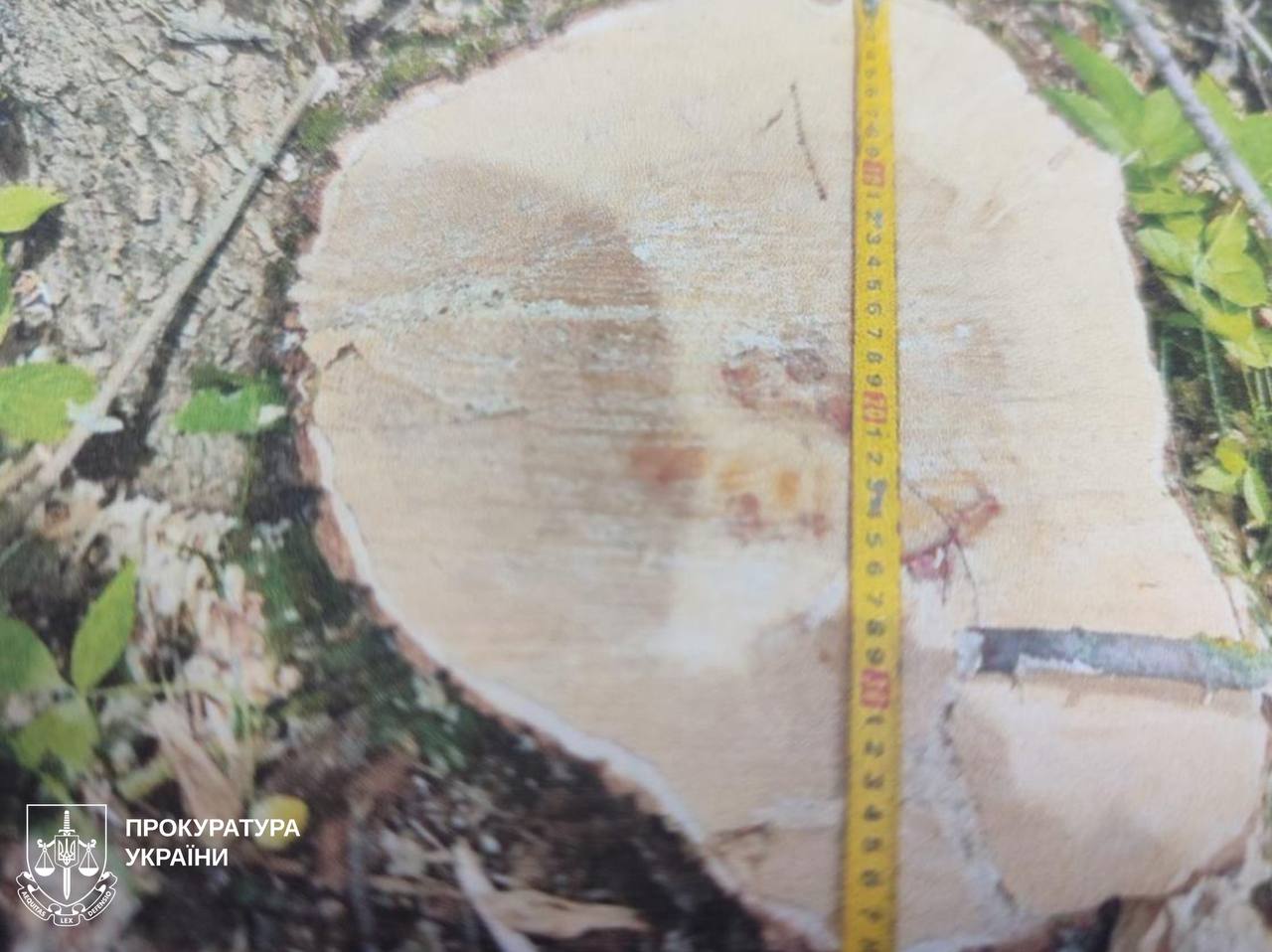 На Харківщині молодик-лісоруб завдав шкоди державі на сотні тисяч гривень