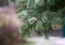 У Харкові випав перший сніг (фото)