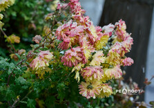У Харкові випав перший сніг (фото)