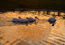 Красивий захід сонця у Харкові (фото)