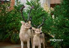 У харківському метро засяяли вогниками ялинка та будиночок Святого Миколая (фото)