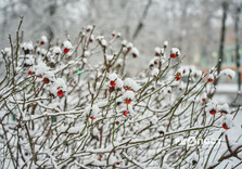 Сніжний ранок у Харкові (фото)