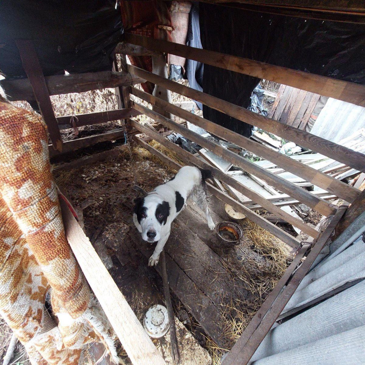 У Харківській області врятували собаку, покинуту напризволяще