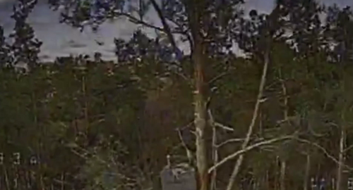 Прикордонники знищили укриття та обладнання БпЛА ворога на Харківщині: відео