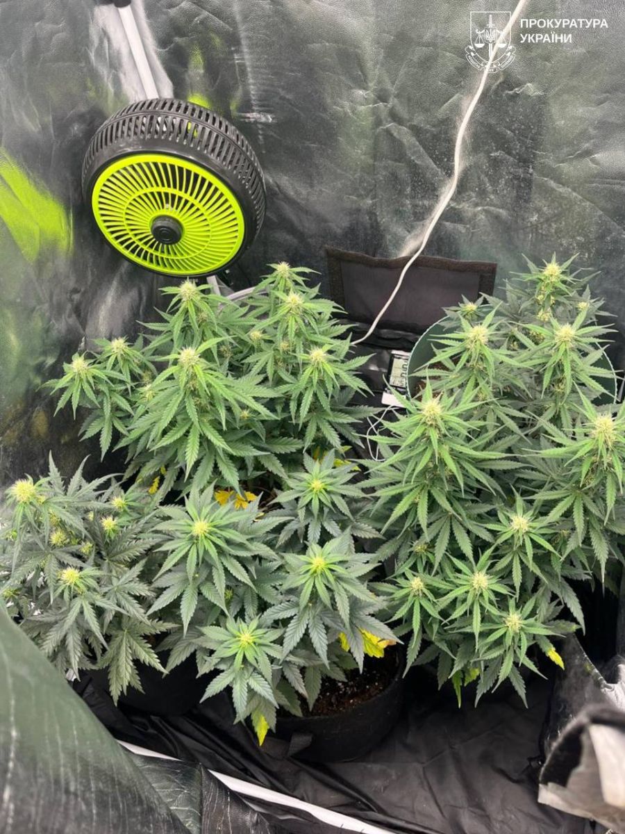 У Харкові затримали чоловіка за вирощування конопель та виготовлення канабісу в квартирі