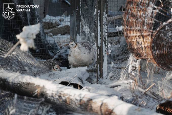 Гололобов спростував інформацію про втечу тигрів і левів з екопарку