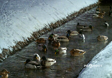 Січневий Саржин Яр у Харкові (фото)