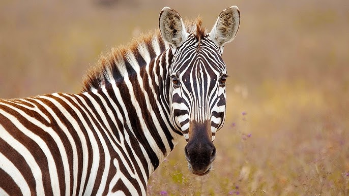 31 січня: яке сьогодні свято, прикмети, традиції та заборони дня