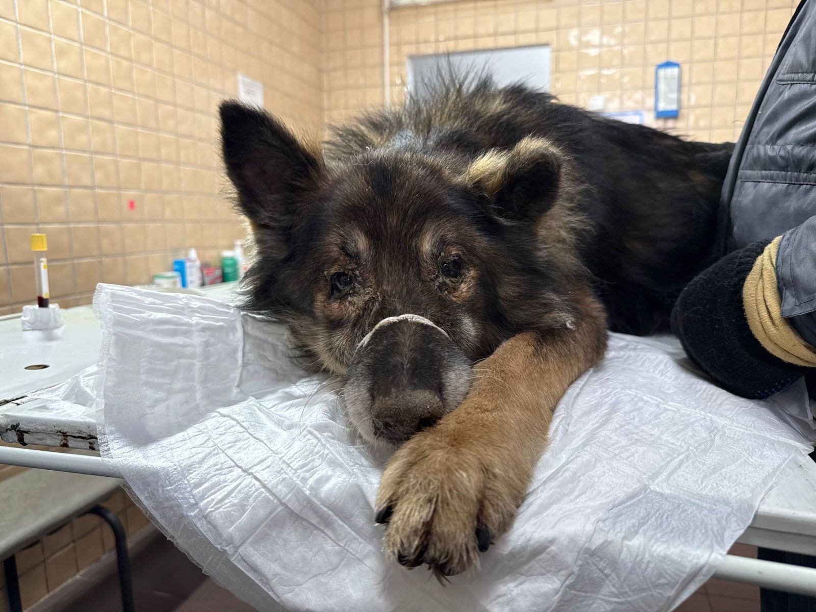 Харківські комунальники врятували собаку