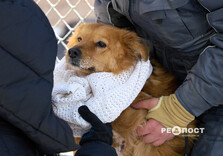 У харківському Центрі поводження з тваринами собак від холоду рятують теплими светриками (фото)