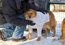 У харківському Центрі поводження з тваринами собак від холоду рятують теплими светриками (фото)