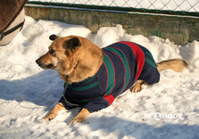 У харківському Центрі поводження з тваринами собак від холоду рятують теплими светриками (фото)