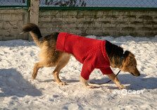 У харківському Центрі поводження з тваринами собак від холоду рятують теплими светриками (фото)