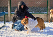 У харківському Центрі поводження з тваринами собак від холоду рятують теплими светриками (фото)