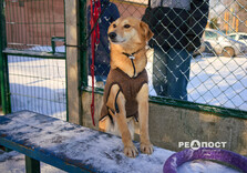 У харківському Центрі поводження з тваринами собак від холоду рятують теплими светриками (фото)