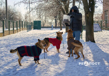 У харківському Центрі поводження з тваринами собак від холоду рятують теплими светриками (фото)