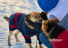 У харківському Центрі поводження з тваринами собак від холоду рятують теплими светриками (фото)