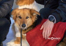 У харківському Центрі поводження з тваринами собак від холоду рятують теплими светриками (фото)