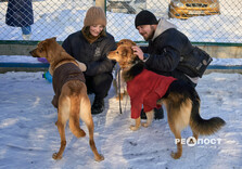 У харківському Центрі поводження з тваринами собак від холоду рятують теплими светриками (фото)