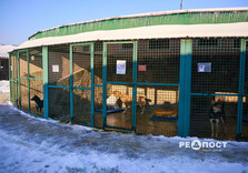 У харківському Центрі поводження з тваринами собак від холоду рятують теплими светриками (фото)