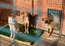 У харківському Центрі поводження з тваринами собак від холоду рятують теплими светриками (фото)