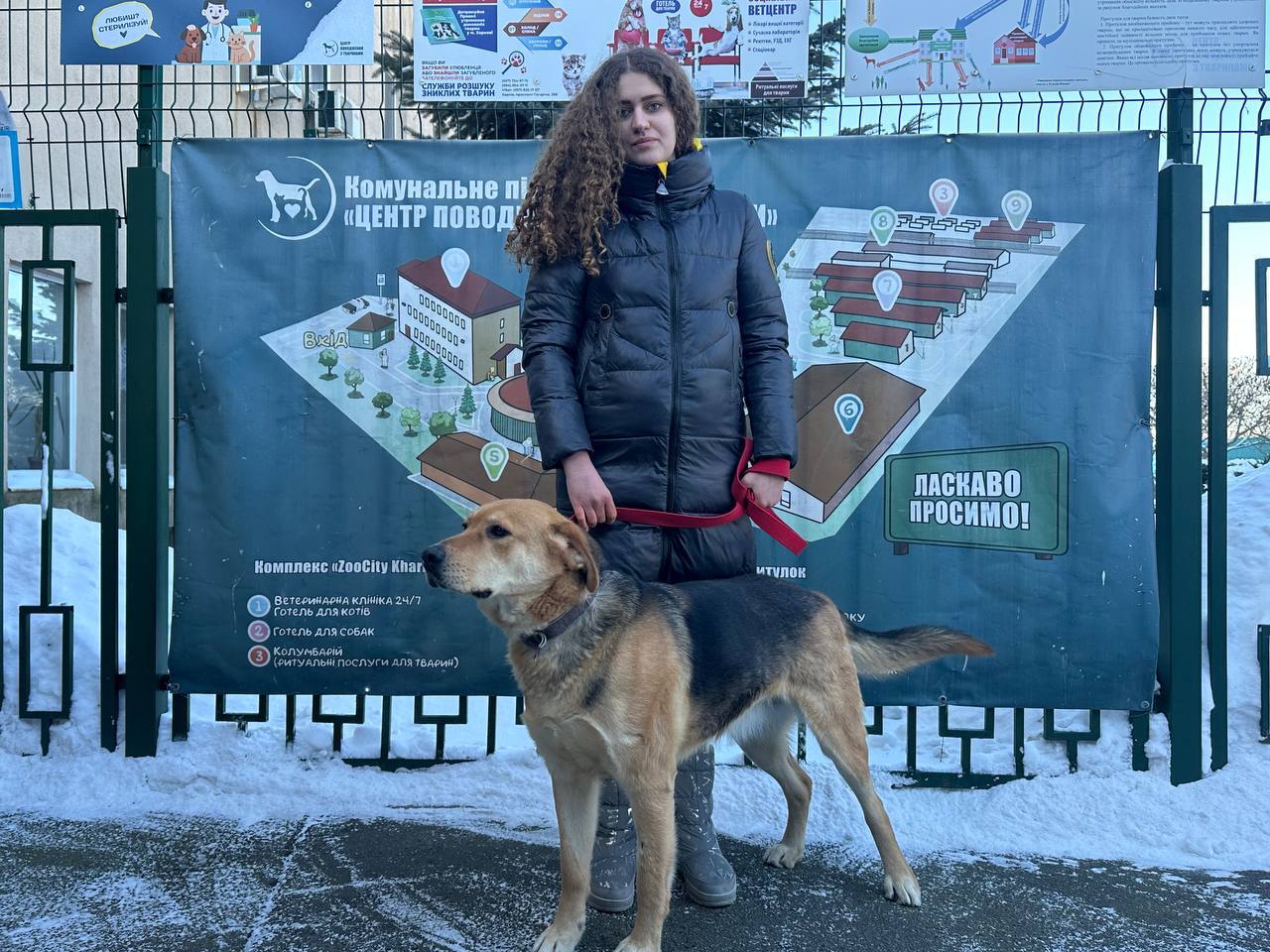 Харківський притулок для тварин протягом січня прийняв більше 100 безпритульних кошек та собак