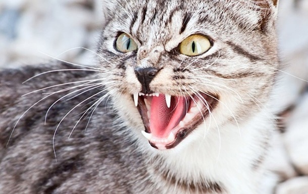 У Харківській області зафіксували випадок сказу