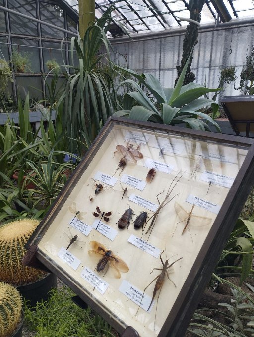 Новини Харкова: виставка комах у ботсаду