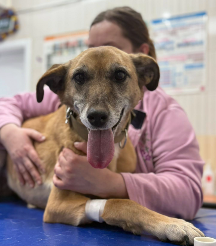 Харківські комунальники врятували собаку від холоду та голоду