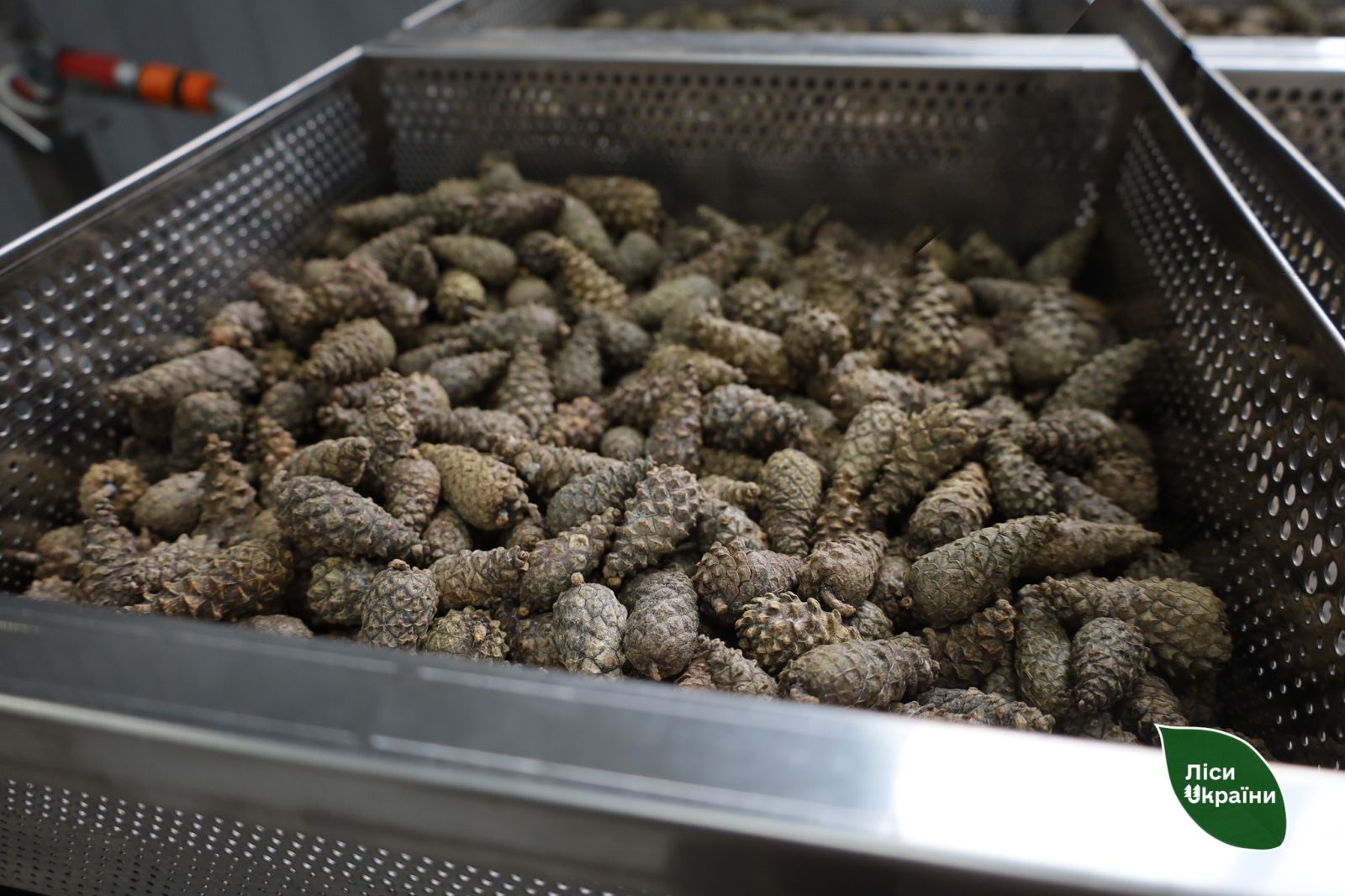 Лісництва Харківщини готуються до циклу весняних лісокультурних робіт