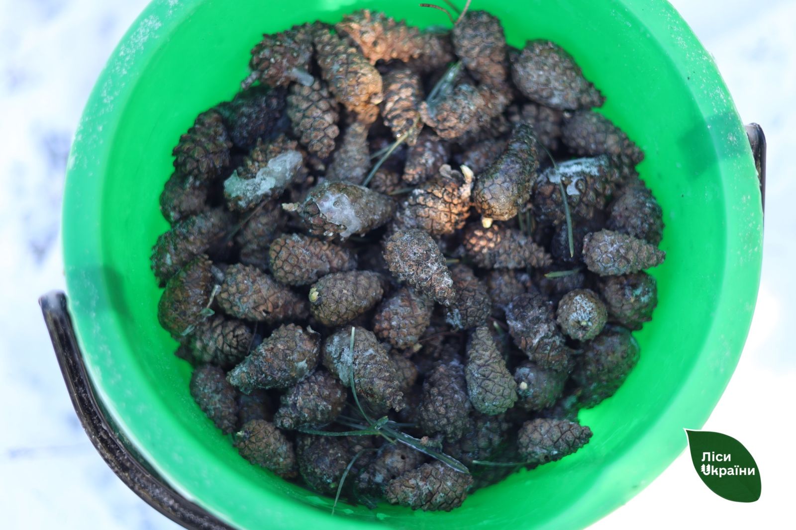 Лісництва Харківщини готуються до циклу весняних лісокультурних робіт