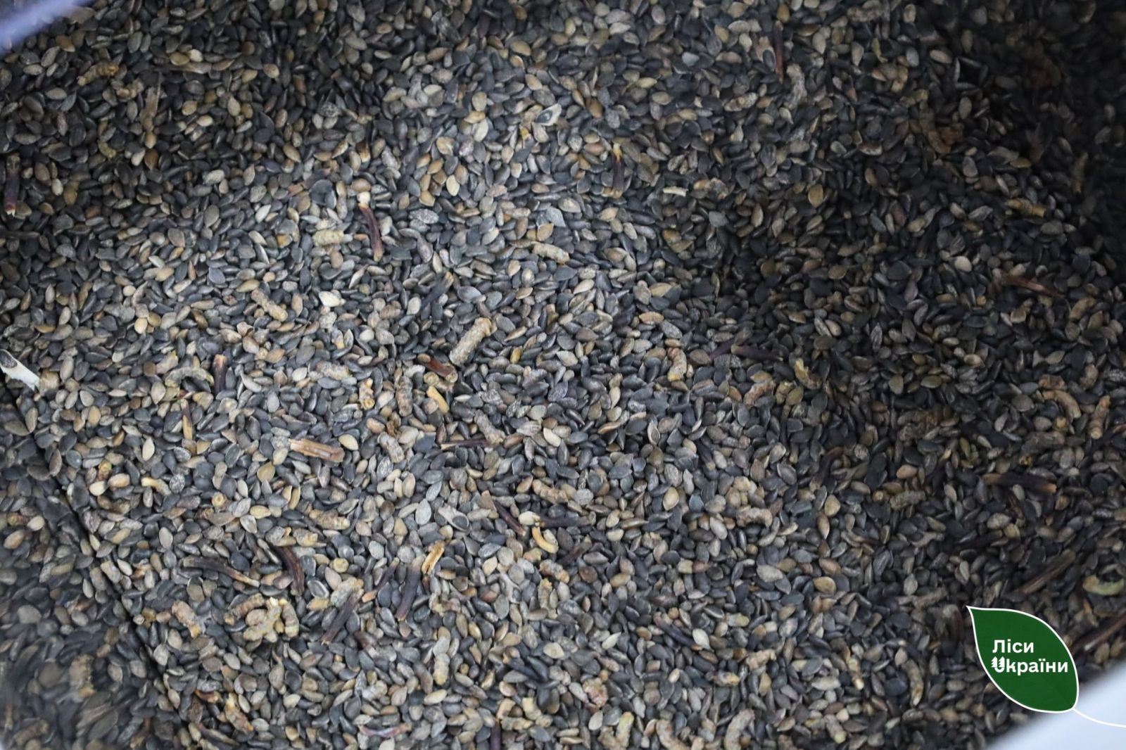 Лісництва Харківщини готуються до циклу весняних лісокультурних робіт