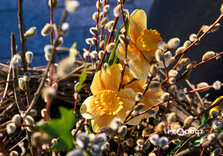 Нові квіткові інсталяції у Харкові (фото)