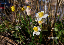 Нові квіткові інсталяції у Харкові (фото)