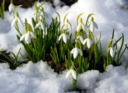 Харків’ян попередили про відповідальність за збір рідкісних квітів