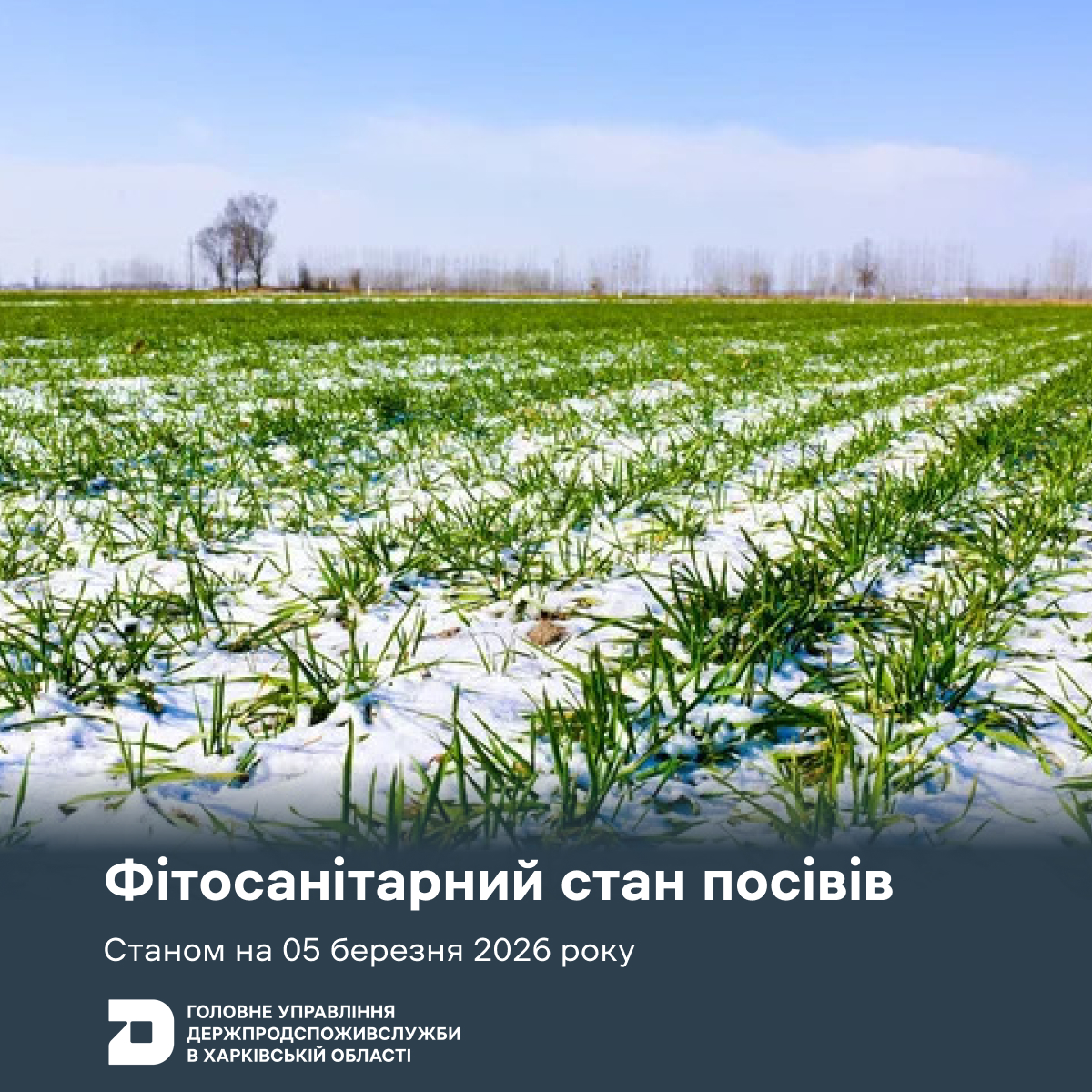 Мишоподібні гризуни виявлені на більшості посівів Харківщини