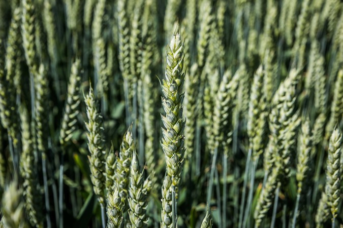 Поля і сади Харківської області: синоптики розповіли про вплив погоди на сільськогосподарські культури